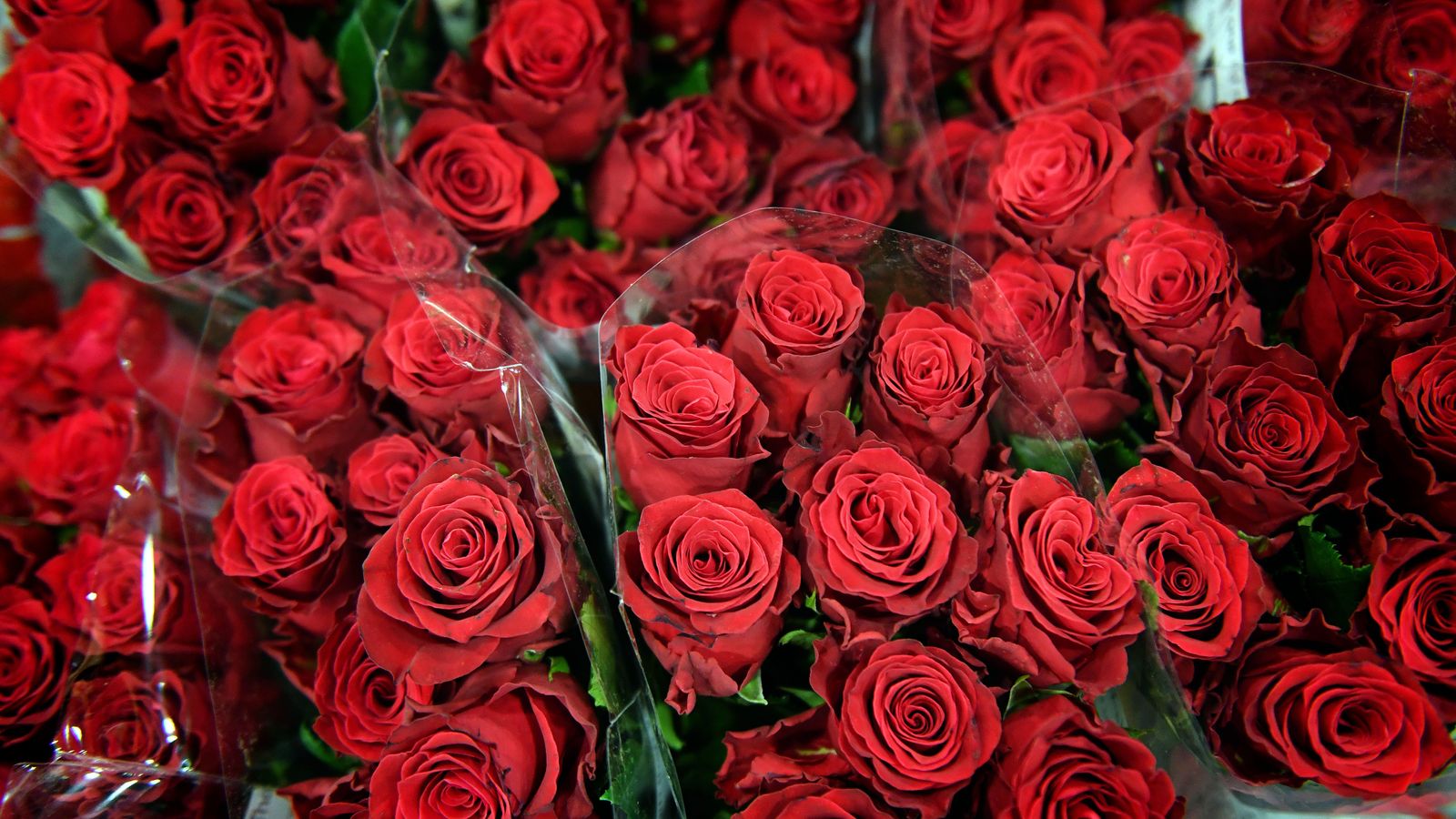 Climate Crisis Threatens Valentine's Day Tradition